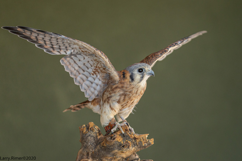 Association of Avian Veterinarians (AAV) - The word falcon is from the  Latin falx, meaning curved blade, pruning hook, sickle, war-scythe,”  referencing the claws of these birds of prey. #FeatheredFactFriday
