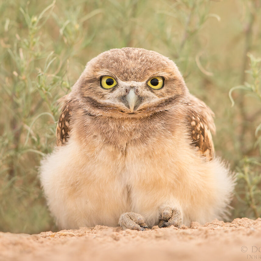 20150628-_A0R9389-Burrowing-Owl-5x7-1