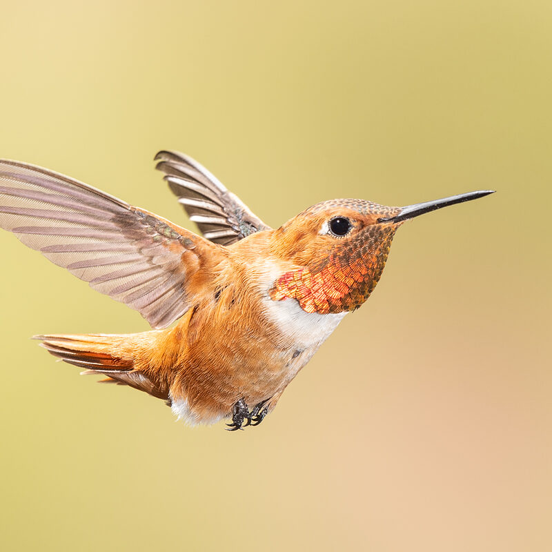 20180721-_85K9338-Male-Rufous-Hummingbird