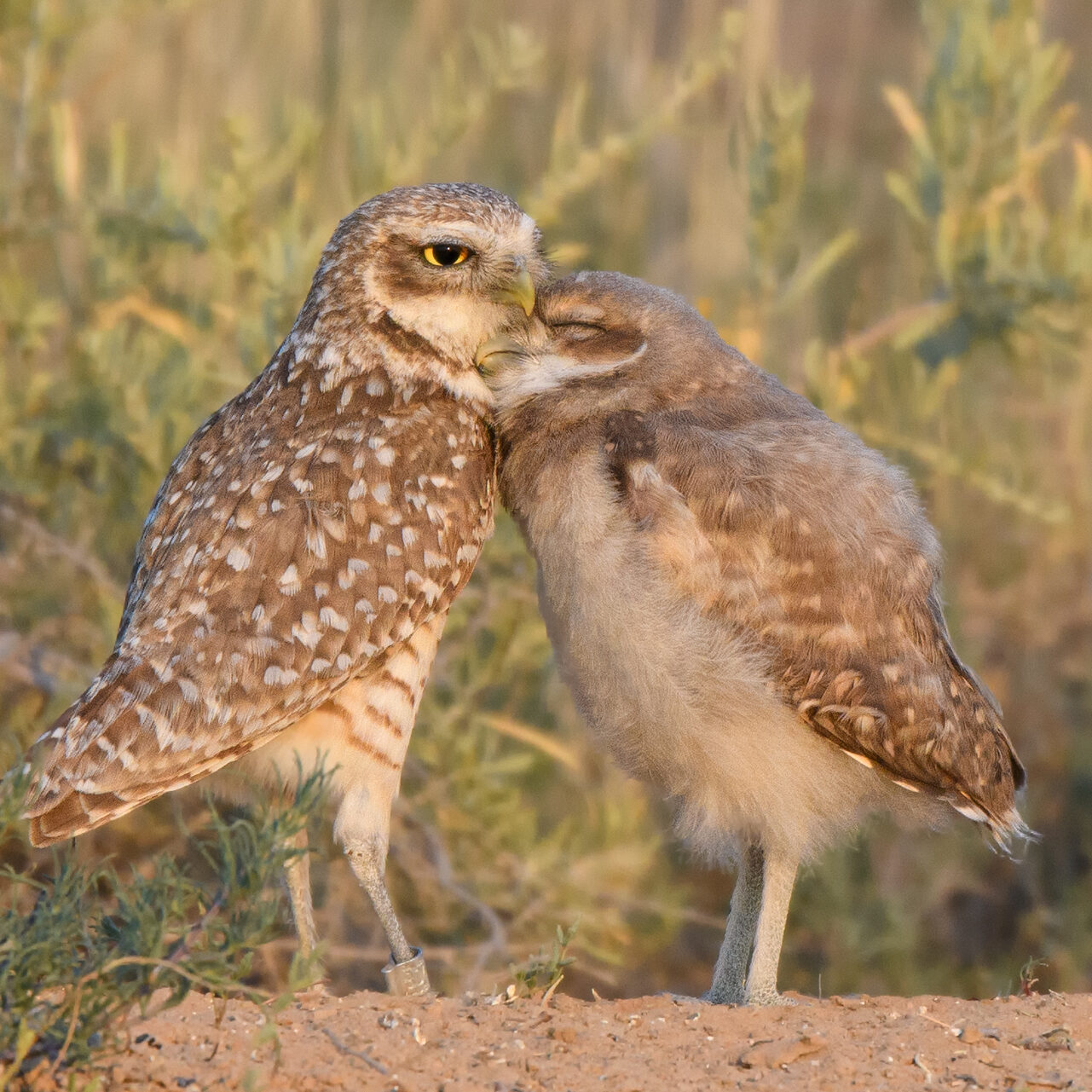 20200619-_85K7764-Burrowing-Owl-With-Owlet4X6 20200619-_85K7764-Burrowing-Owl-With-Owlet4X6
