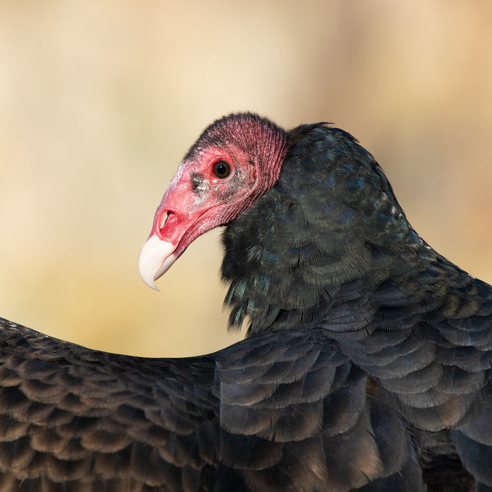 Turkey Vulture "Beauty"