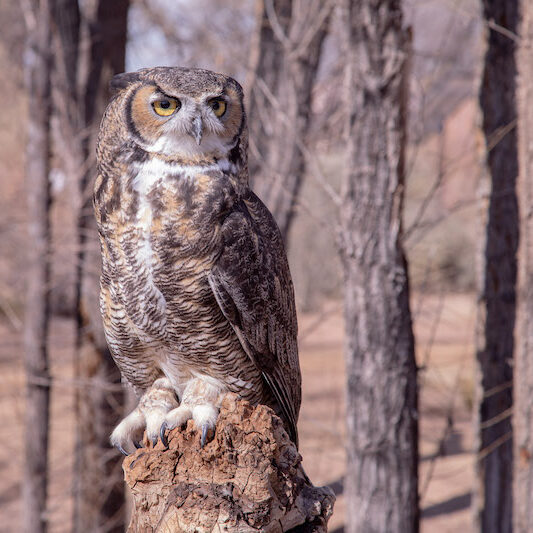 Great Horned Owl "Bubba"