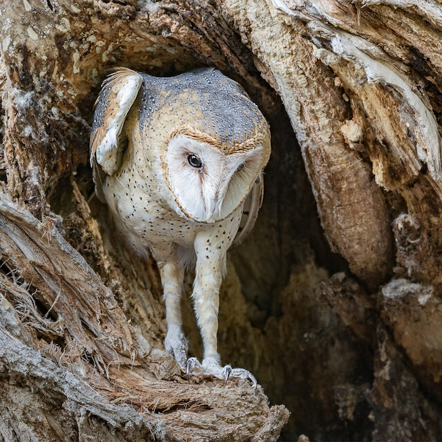 Barn Owl "Celeste"