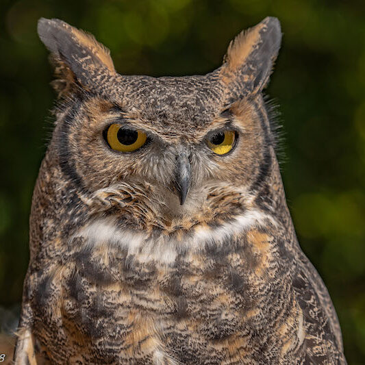 Great Horned Owl "Dulcita"