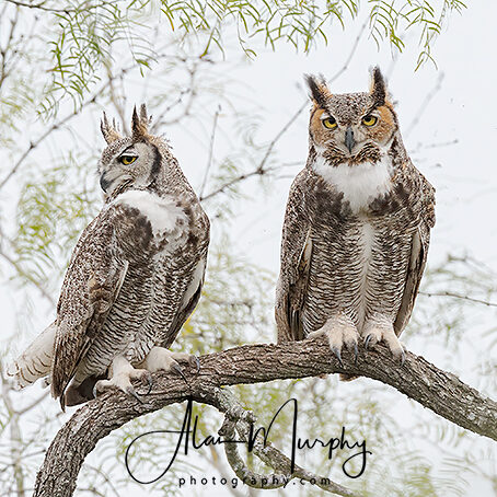 Great-horned-Owl-49 Great-horned-Owl-49