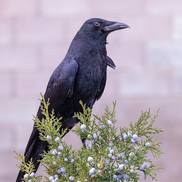 American Crow "Indigo"