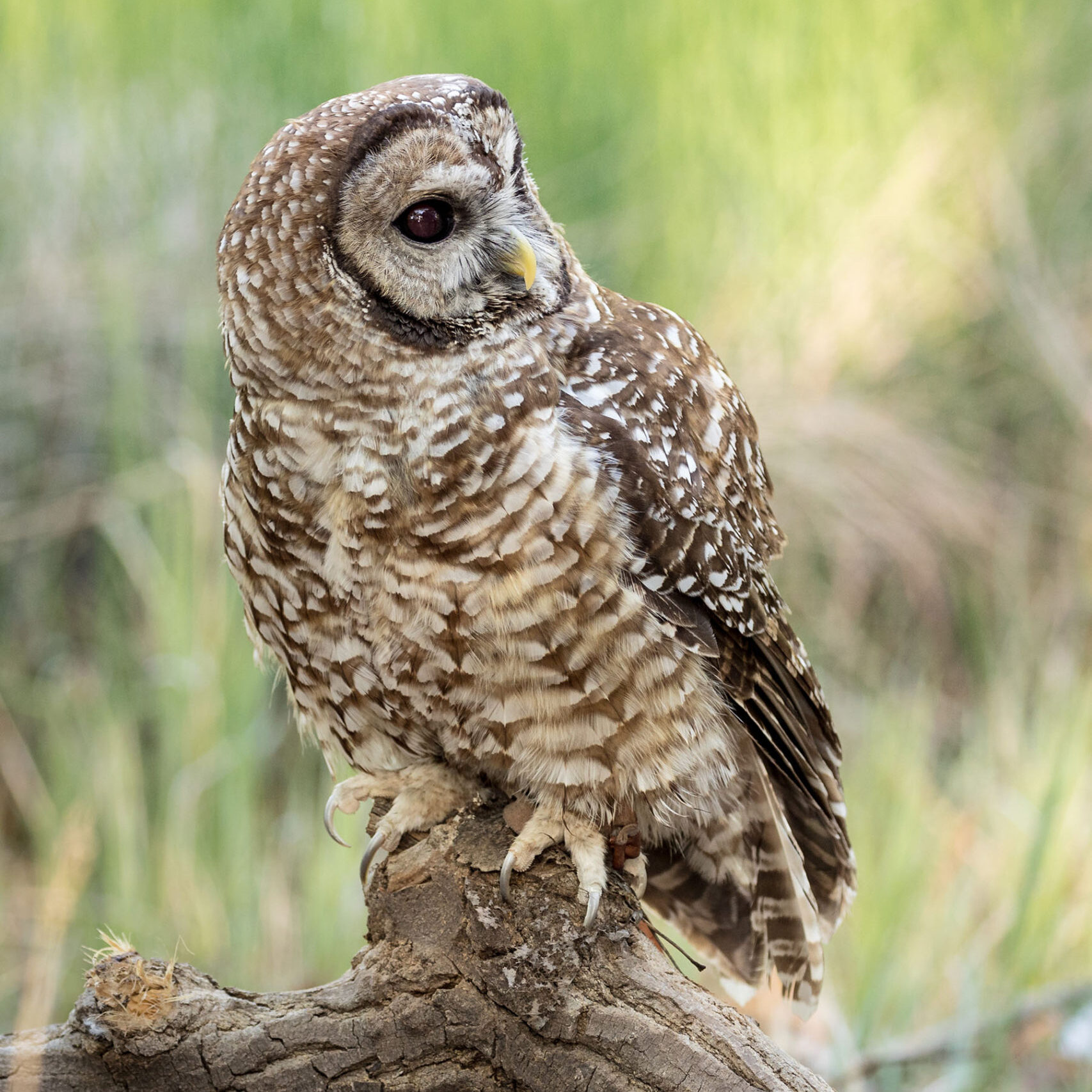 Jemez Spotted Owl "Jemez"