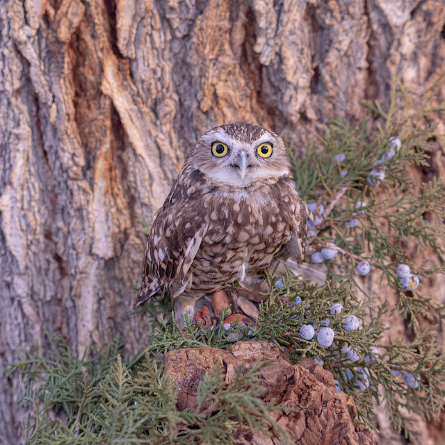 Burrowing owl "Turbo"