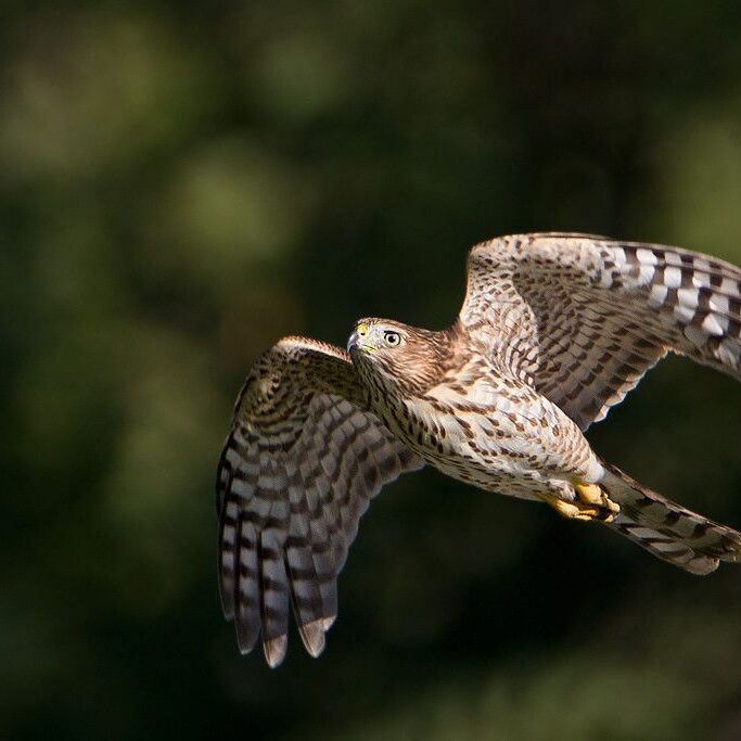 cooper's hawk