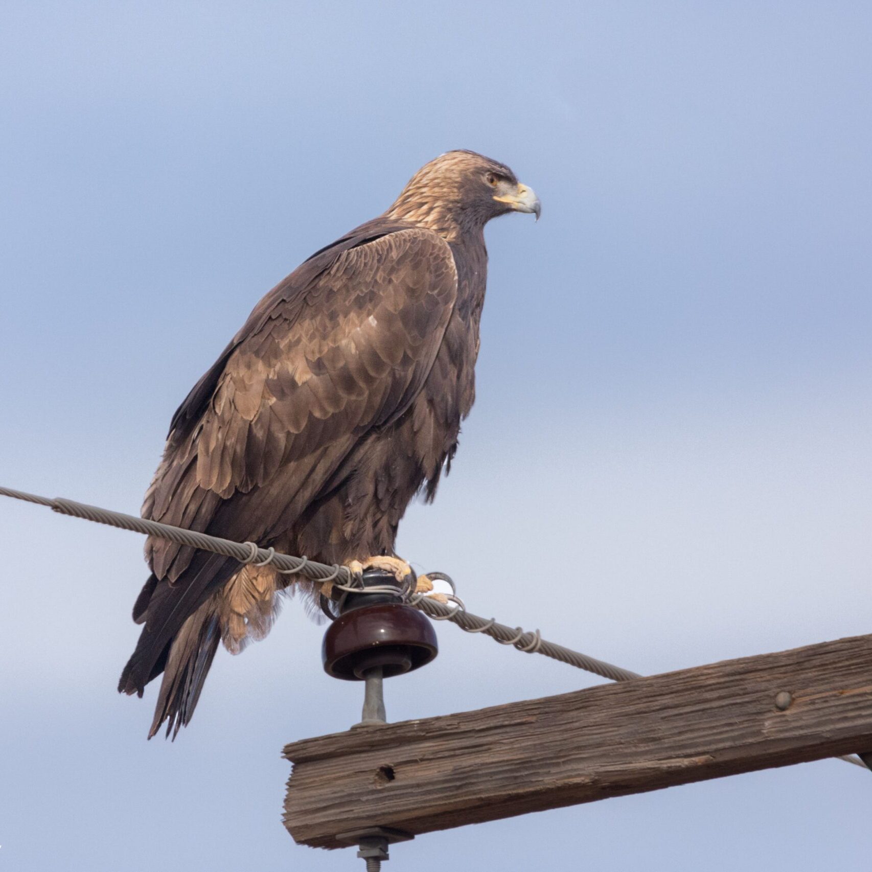 golden eagle