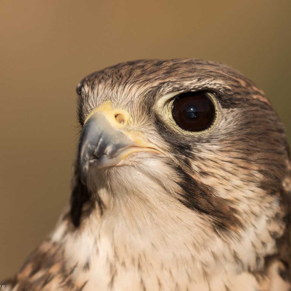 prairie falcon