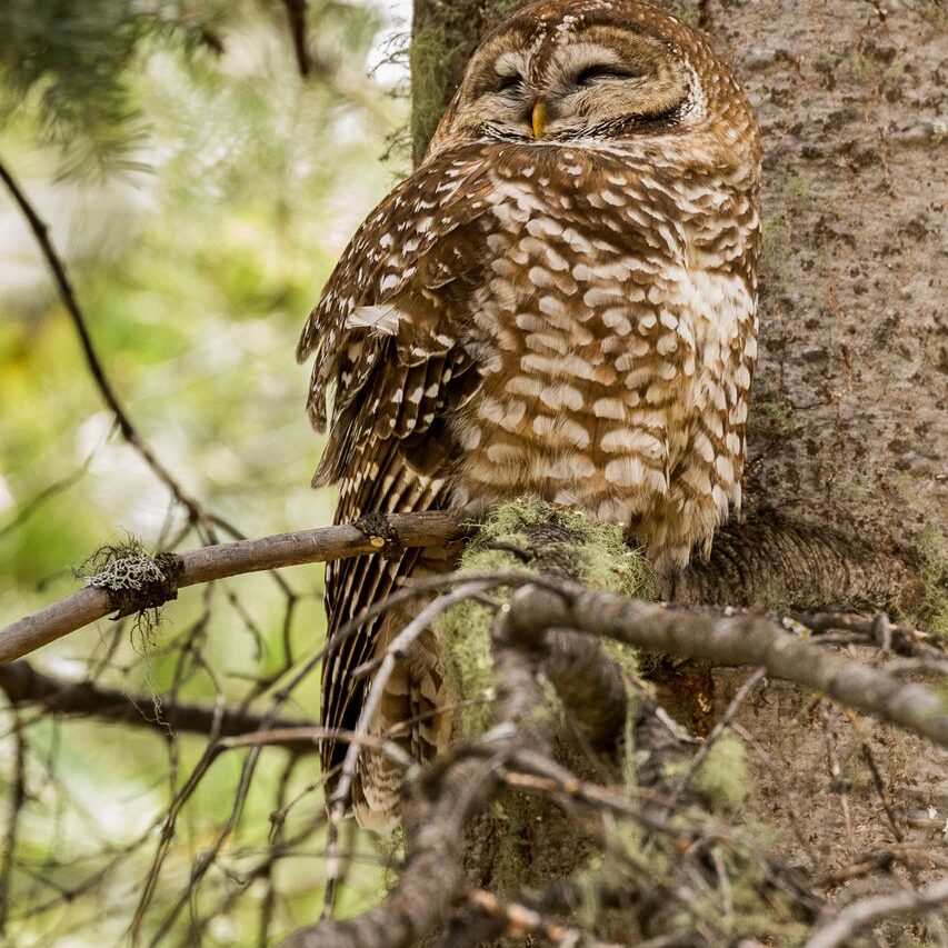 spotted owl